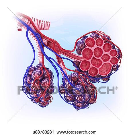 Human alveoli, artwork View Large Illustration Clip Art - Human alveoli, artwork. Fotosearch