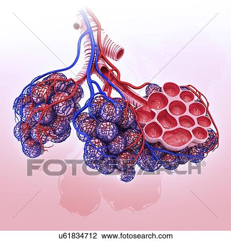 Human alveoli, artwork View Large Illustration Drawing - Human alveoli, artwork. Fotosearch