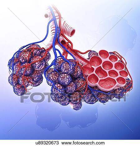 Drawing - Human alveoli, artwork. Fotosearch