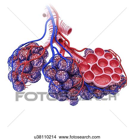 Human alveoli, artwork View Large Illustration Stock Illustration - Human alveoli, artwork. Fotosearch