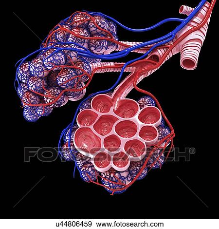 Human Alveoli Artwork Stock Illustration U Fotosearch