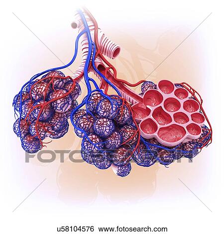 Human alveoli, artwork View Large Illustration Stock Illustration - Human alveoli, artwork. Fotosearch