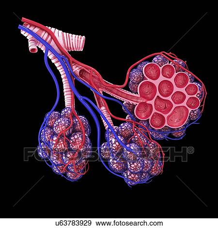 Stock Illustration - Human alveoli, artwork. Fotosearch