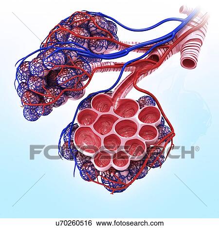 Stock Illustration - Human alveoli, artwork. Fotosearch