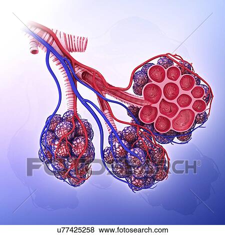 Stock Illustration - Human alveoli, artwork. Fotosearch