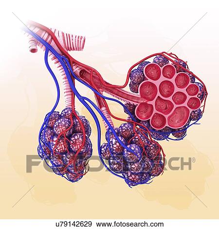 Stock Illustration - Human alveoli, artwork. Fotosearch