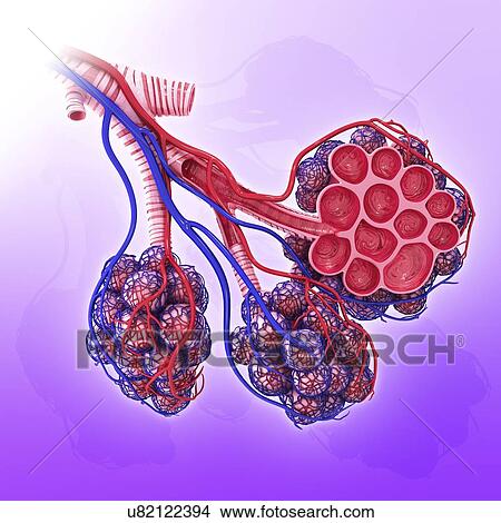 Stock Illustration - Human alveoli, artwork. Fotosearch