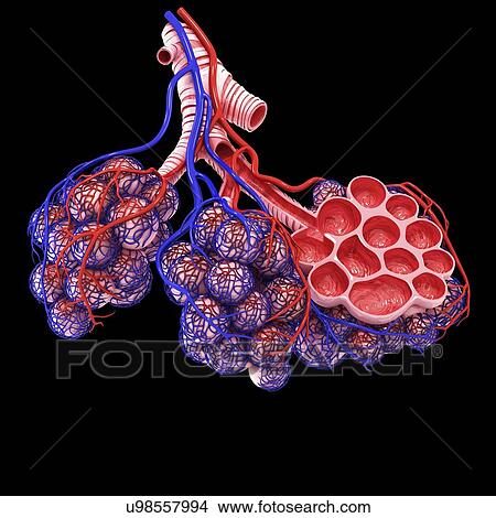 Stock Illustration - Human alveoli, artwork. Fotosearch