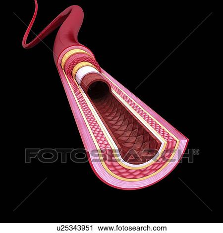 Human artery, artwork View Large Illustration Clip Art - Human artery, artwork. Fotosearch