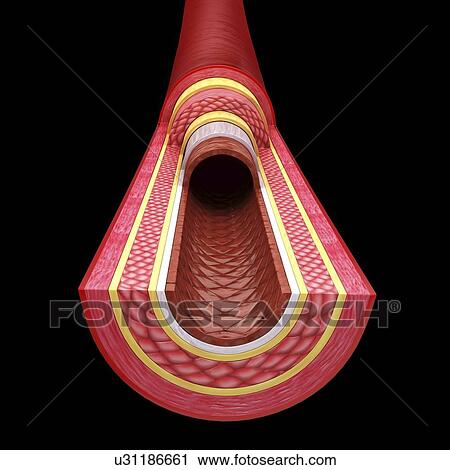 Clip Art - Human artery, artwork. Fotosearch