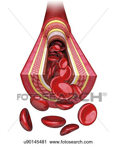 Clip Art - Human artery, artwork. Fotosearch