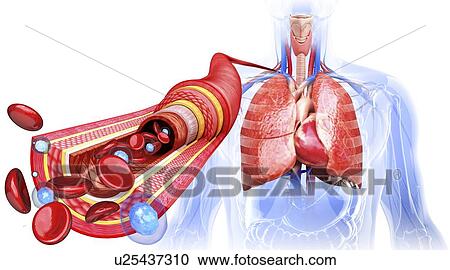 Clipart - Human artery, artwork. Fotosearch
