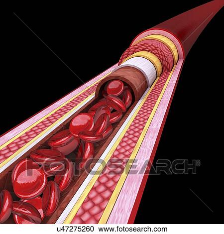 Human artery, artwork View Large Illustration Clipart - Human artery, artwork. Fotosearch
