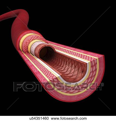 Human artery, artwork View Large Illustration Clipart - Human artery, artwork. Fotosearch