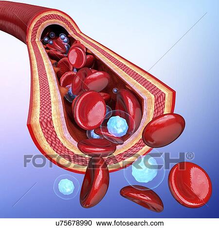 Human artery, artwork View Large Illustration Clipart - Human artery, artwork. Fotosearch