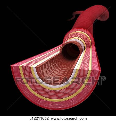 Drawing - Human artery, artwork. Fotosearch