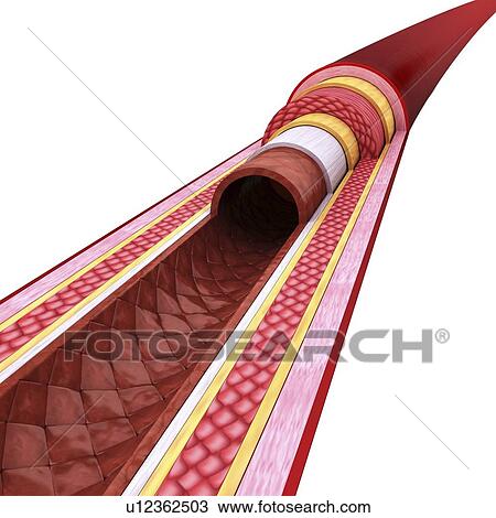 Human artery, artwork View Large Illustration Drawing - Human artery, artwork. Fotosearch