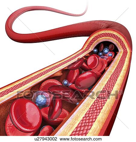 Human artery, artwork View Large Illustration Drawing - Human artery, artwork. Fotosearch