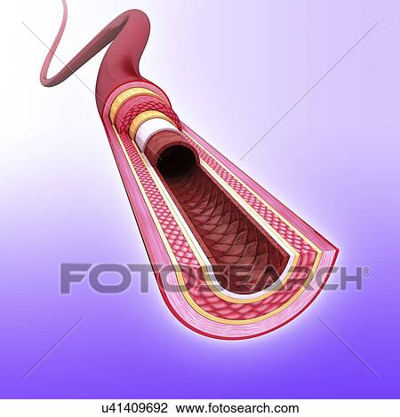 Human artery, artwork View Large Illustration Drawing - Human artery, artwork. Fotosearch