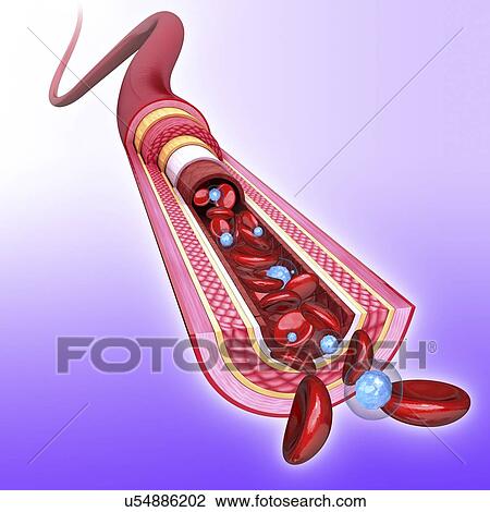 Human artery, artwork View Large Illustration Drawing - Human artery, artwork. Fotosearch