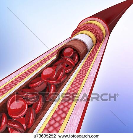 Drawing - Human artery, artwork. Fotosearch