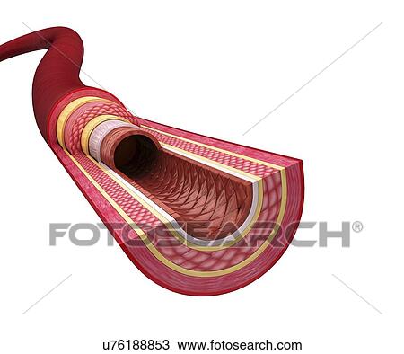 Drawing - Human artery, artwork. Fotosearch