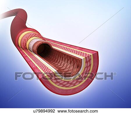 Human artery, artwork View Large Illustration Drawing - Human artery, artwork. Fotosearch