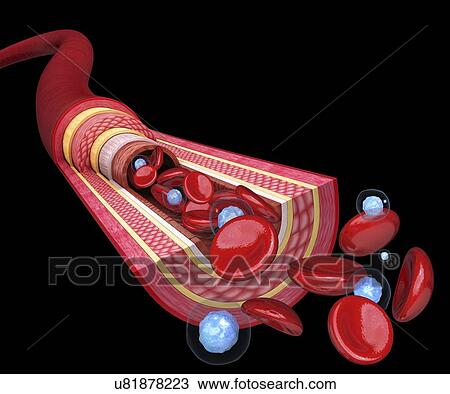 Human artery, artwork View Large Illustration Drawing - Human artery, artwork. Fotosearch