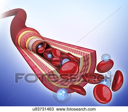 Drawing - Human artery, artwork. Fotosearch