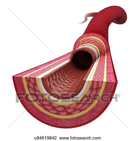 Drawing - Human artery, artwork. Fotosearch