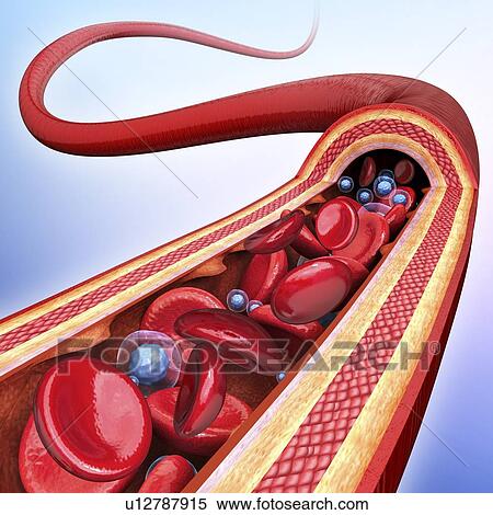 Human artery, artwork View Large Illustration Stock Illustration - Human artery, artwork. Fotosearch
