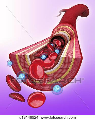 Stock Illustration - Human artery, artwork. Fotosearch