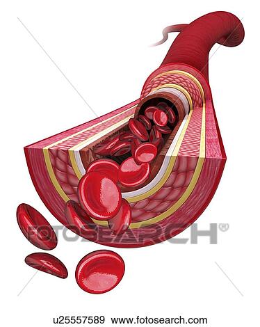 Human artery, artwork View Large Illustration Stock Illustration - Human artery, artwork. Fotosearch
