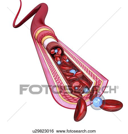 Human artery, artwork View Large Illustration Stock Illustration - Human artery, artwork. Fotosearch