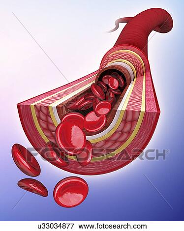 Human artery, artwork View Large Illustration Stock Illustration - Human artery, artwork. Fotosearch