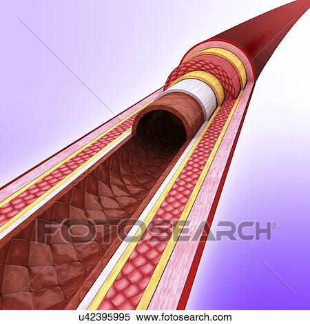 Human artery, artwork View Large Illustration Stock Illustration - Human artery, artwork. Fotosearch