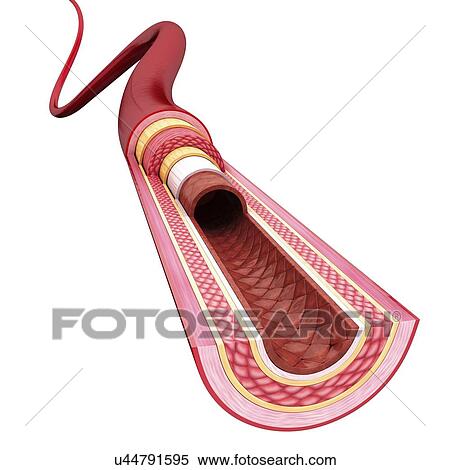 Human artery, artwork View Large Illustration Stock Illustration - Human artery, artwork. Fotosearch