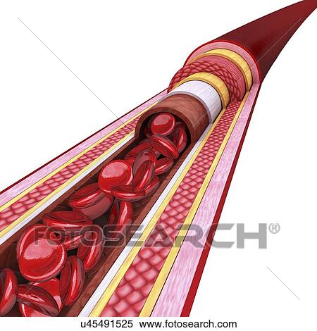 Human artery, artwork View Large Illustration Stock Illustration - Human artery, artwork. Fotosearch