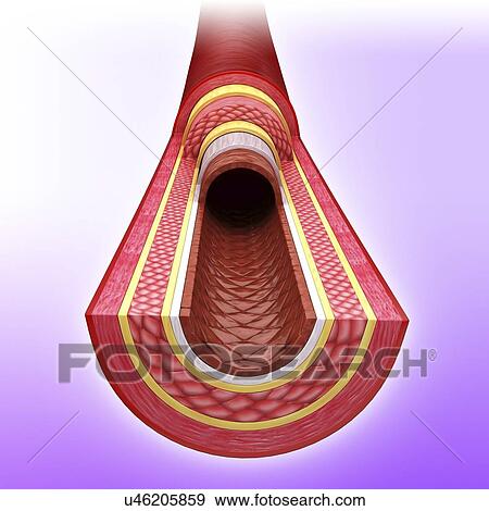 Stock Illustration - Human artery, artwork. Fotosearch