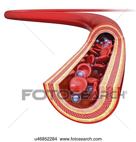 Human artery, artwork View Large Illustration Stock Illustration - Human artery, artwork. Fotosearch