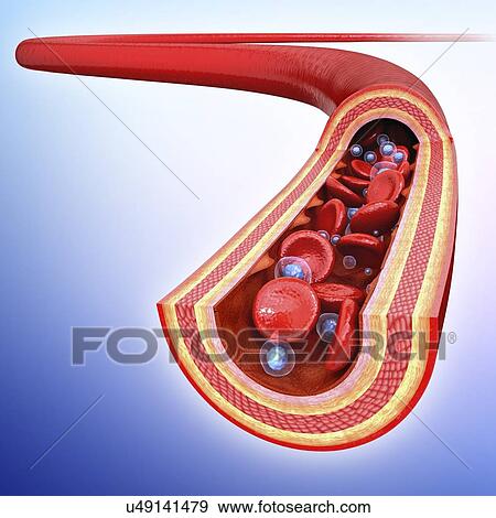 Human artery, artwork View Large Illustration Stock Illustration - Human artery, artwork. Fotosearch