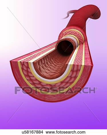 Stock Illustration - Human artery, artwork. Fotosearch