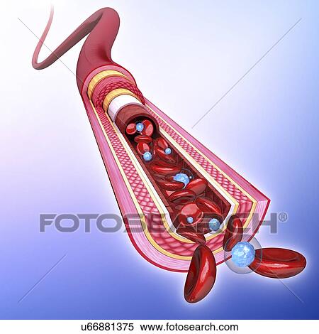 Human artery, artwork View Large Illustration Stock Illustration - Human artery, artwork. Fotosearch