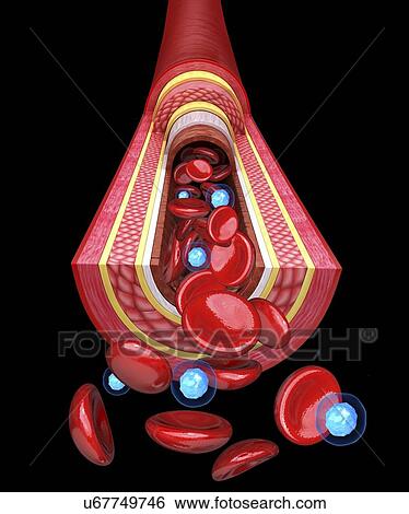 Human artery, artwork View Large Illustration Stock Illustration - Human artery, artwork. Fotosearch