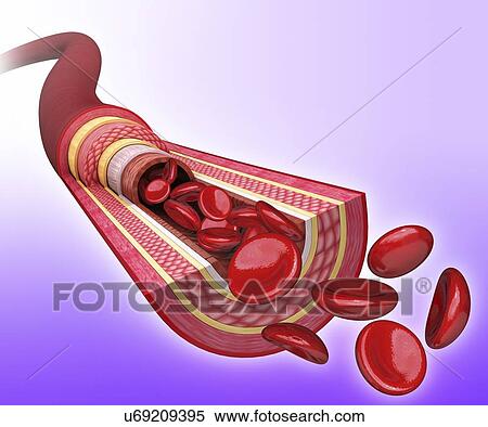 Human artery, artwork View Large Illustration Stock Illustration - Human artery, artwork. Fotosearch
