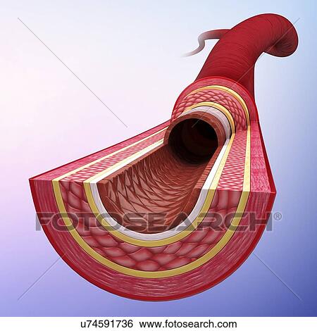 Human artery, artwork View Large Illustration Stock Illustration - Human artery, artwork. Fotosearch