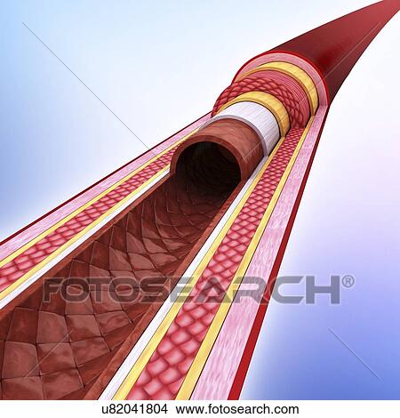 Human artery, artwork View Large Illustration Stock Illustration - Human artery, artwork. Fotosearch
