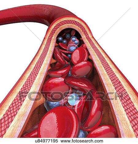 Human artery, artwork View Large Illustration Stock Illustration - Human artery, artwork. Fotosearch