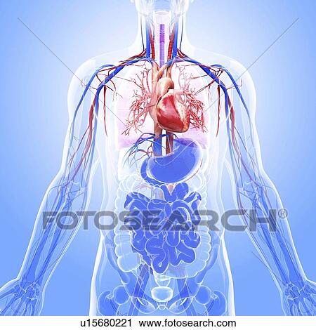 Clip Art - Human cardiovascular system, artwork. Fotosearch