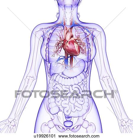Human cardiovascular system, artwork View Large Illustration Clip Art - Human cardiovascular system, artwork. Fotosearch